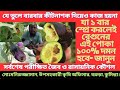 4G proven strategy to control Brinjal Shoot and Fruit Borer. Brinjal Shoot And Fruit Borer 100% C...