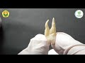 Anatomi Gigi Premolar permanen_Video Pembelajaran FKG UNEJ