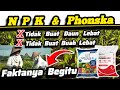 ❌ NPK Mutiara 16 16 16 and Phonska 15 15 15 Fertilizers Will Not Be Optimal for the Vegetative/Ge...