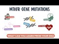 MTHFR Gene Mutations: Health Conditions, Symptoms, and Treatments Explained