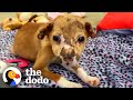 Street Puppy Runs Into Her New Dad's Arms | The Dodo Heroes