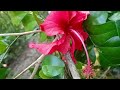 Taking care winter flower in my garden