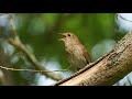 The song of the Common Nightingale - Bird Sounds to recognize the Common Nightingale | 10 Hours