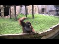 Jackie the orangutan 3