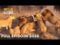 LION BATTLE ZONE | When Predators Reach Their Limits (Full Episode) | Nature Animal Documentary