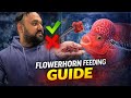 Most People Feed Their Flowerhorn Wrong: The Only Feeding Guide You Need!