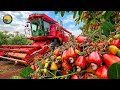 How Farmers Harvest 3.9 Million Tons of Cashew Nuts and Process Them This Way | Farming Documentary