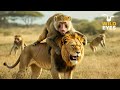 Wild Kenya | The Battle for Survival Between Baboons and Lions