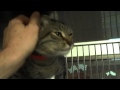 A1264094 - Male Brown Tabby, 3ry, Super Cool Cat!