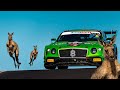 Kangaroos invade Bathurst! Supercut of Kangaroo moments from 2020 Bathurst 12 Hour #B12hr