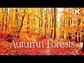 Enchanting Autumn Forests with Beautiful Piano Music - 4K Autumn Ambience \u0026 Fall Foliage