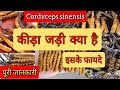कीड़ा जड़ी क्या है चमत्कारी इसके फायदे/ What is cordyceps sinensis ?hindi/हिंदी