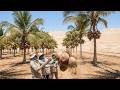 Can Coconuts Be Grown in the Desert? Is It True or Just a Myth?