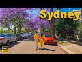 Sydney Australia Walking Tour - Jacaranda Season in Full Bloom | 4K HDR
