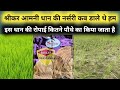 Srikar seeds Aamani dhaan ki nursery  Ropayi || श्रीकर आमनी धान नर्सरी रोपाई पौध || Pratapgarh Blogs