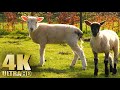 Relax with the Animals on the Farm - Chickens, Lambs, Roosters - Nature Relaxation Video - No Music