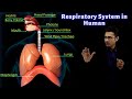 Exchange of Gases During Respiration | CBSE Class 10 Science | Biology | Free Education