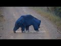 Rare Sloth Bear sighting in Tadoba National park, Maharashtra