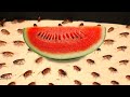 WHAT IF TO 1000 HUNGRY COCKROACHES PUT DOWN THE WATERMELON? HOW LONG WILL THEY EAT?