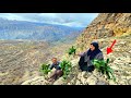 🌿🏔Crossing dangerous cliffs in the Zagros Mountains to find medicinal plants