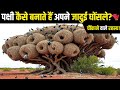 Amazing Bird Nests: 100 Secrets of Nature's Amazing Homes! | Incredible Bird Nests in Hindi