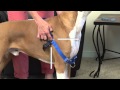 How to Fit and Use the PetSafe® Easy Walk® Harness