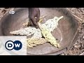 Civil War and drought threaten South Sudan | DW News