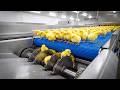 Chicken Mega Factory: Egg Incubation \u0026 Broiler Raising Process 2