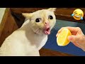 Try Not To Laugh😜Funniest Cats and Dogs Clips 2025😼🐶