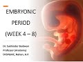 Embryonic period 4-8 weeks