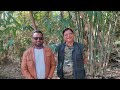 Rajshkhar patil bamboo farming 9860209283
