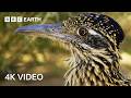 3 Hours of Epic Nature Footage in 4K | 4K UHD | BBC Earth