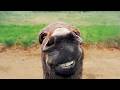 Funniest Animal Videos Ever (Part 2)