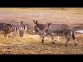 Donkeys Relaxing with there friends in the yard. | Farm Life with Peter Baeten