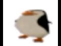 penguin (very emotional)