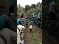 colheita da maçã 🍎