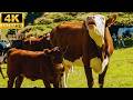 4K RELAXING FARM ANIMALS VIDEO | RELAXING FARM ANIMAL SOUNDS