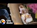 Kittens Dumped In The Rain Get Reunited With Their Mama | The Dodo
