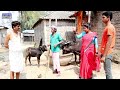 रामलाल बड़का भैंस व्यापारी // ramlal ghar me bhains vyapari 2025 #maithilicomedyvideo