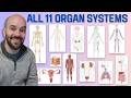 11 Organ Systems of the Human Body (Made Easy!)
