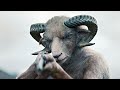 Half-Sheep \u0026 Half Human Girl | Film Explained in Hindi/Urdu Summarized हिन्दी | Fox Explainer Hindi