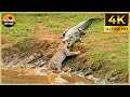 The Crocodile: Incredible Attacks from the Stealth Master in Action! | Animal Documentaries