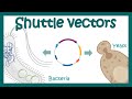 shuttle vectors  | How do shuttle vectors work? | What is the purpose of a shuttle vector?