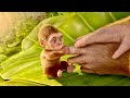 Weak Baby MONKEY Bana Jungle Ka True King | Movie Explained in Hindi/Urdu (Film Story)