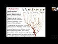 MIT CompBio Lecture 19 - Phylogenetics (Fall 2019)