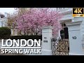 🌸 The First Cherry Blossoms In Full Bloom In Chelsea Walk 🌸 | LONDON SPRING WALK 2026 [4K]