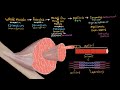 Structural Organization of Skeletal Muscle