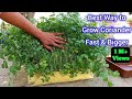How To Grow Coriander | Dhaniya kaise ugaye | Coriander Grow at Home | Cilantro Grow at Home