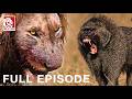 Baboon vs. Lion: Battle of the Most Devious Predators (Full Episode) Wildlife documentary