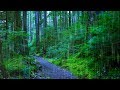 Sleep, Study or Focus with Rain Sounds in The Woods White Noise | 10 Hours